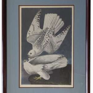 J.J. Audubon Iceland or Jer Falcon, No.74, Framed, PA6538CD